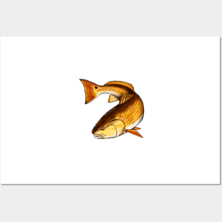 Redfish Fishing Lake River Fish Red Drum Channel Bass Puppy Drum Posters and Art